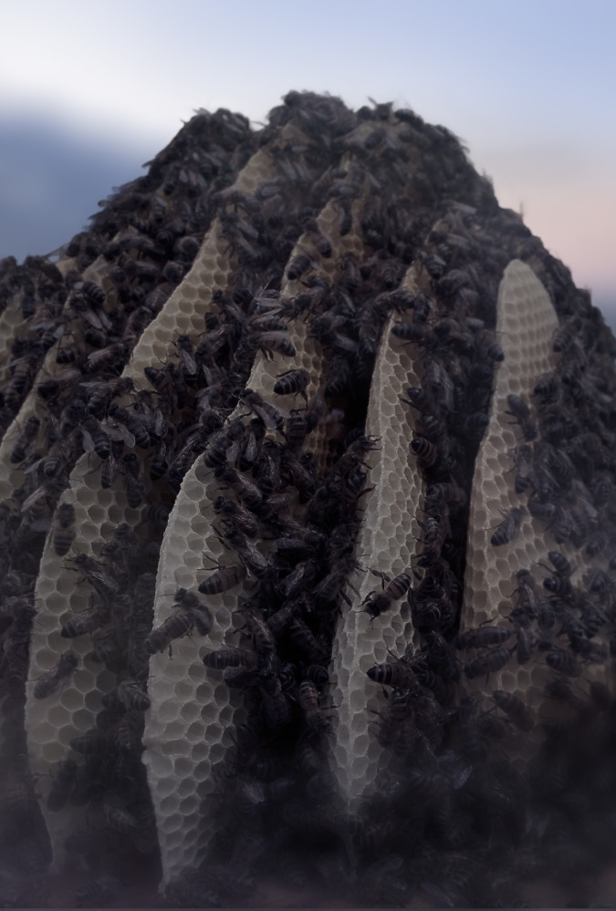 Still from documentary Conscious, which shows a close up of a bee hive with bees covering several honeycombs